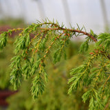 Ienupăr Horstmann - Juniperus Communis Horstmann