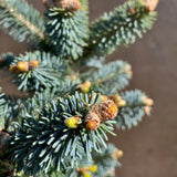 Brad Alpin Compact - Abies Lasiocarpa Compacta