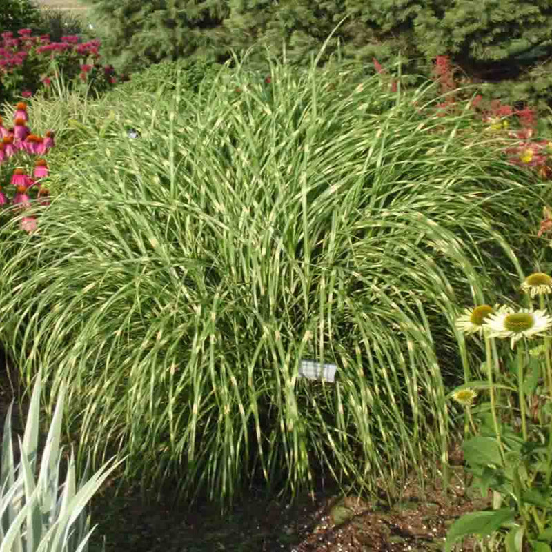Iarbă Ornamentală Little Zebra - Miscanthus Sin. Little Zebra