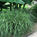 Iarbă Ornamentală Little Zebra - Miscanthus Sin. Little Zebra
