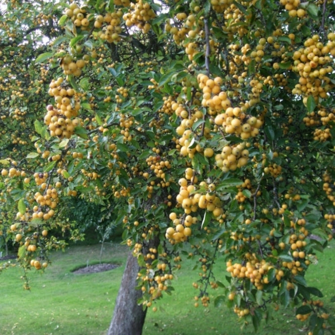 Măr Decorativ Golden Hornet - Malus Golden Hornet