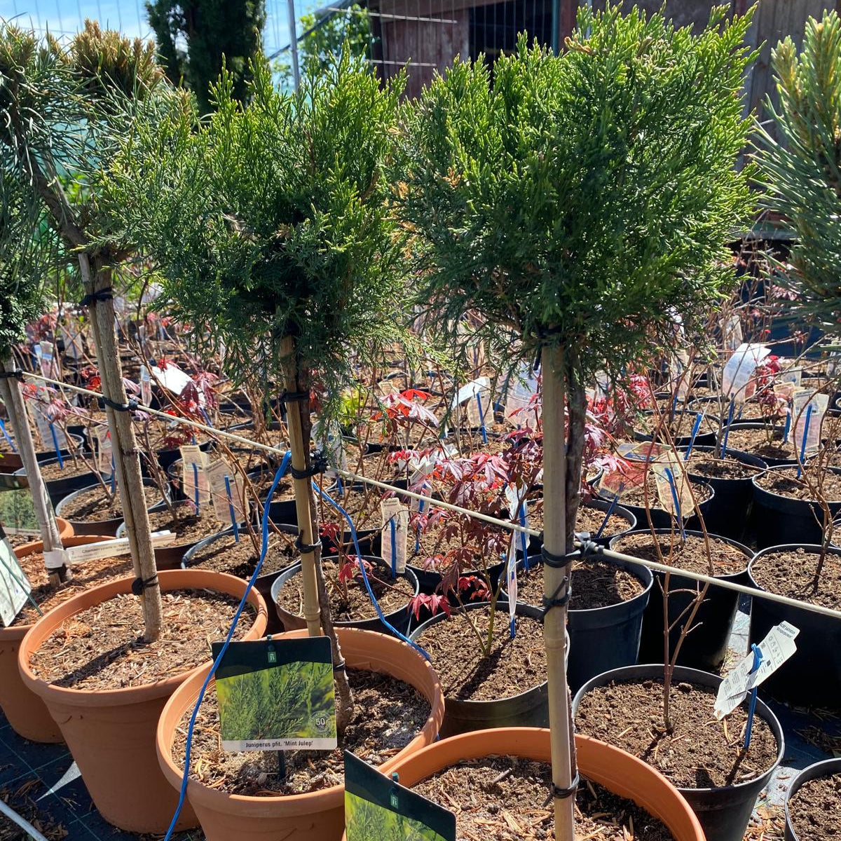 Juniperus × pfitzeriana 'Mint Julep' altoit pe picior
