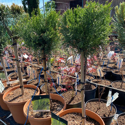 Juniperus × pfitzeriana 'Mint Julep' altoit pe picior
