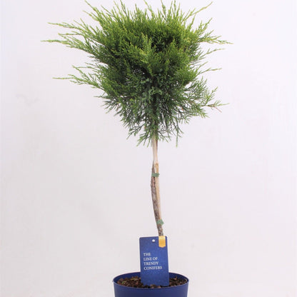Juniperus × pfitzeriana 'Mint Julep' altoit pe picior