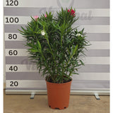 Nerium Oleander - Leandru - Inaltimi totale impreuna cu Ghiveciul