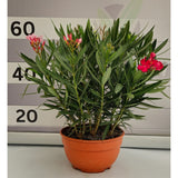 Nerium Oleander - Leandru - Inaltimi totale impreuna cu Ghiveciul