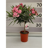 Nerium Oleander - Leandru - Inaltimi totale impreuna cu Ghiveciul