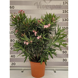 Nerium Oleander - Leandru - Inaltimi totale impreuna cu Ghiveciul