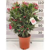 Nerium Oleander - Leandru - Inaltimi totale impreuna cu Ghiveciul