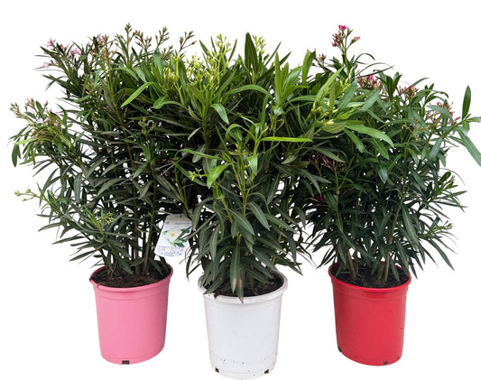Leandru - Nerium Oleander