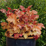 Heuchera Indian Summer Mix