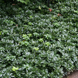 Pachysandra terminalis Green Sheen