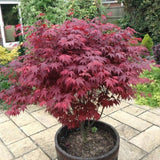 Arțar Japonez Roșu - Acer Palmatum Atropurpureum