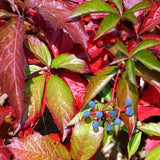 Vită De Vie Sălbatică Engelmannii - Parthenocissus Quinq. Engelmannii