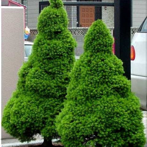 Molid Pitic Conic - Picea Glauca Conica