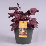 Heuchera Indian Summer Mix
