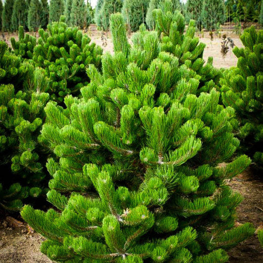 Pin Oregon Green - Pinus Nigra Oregon Green