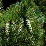 Pin Macedonean - Pinus Peuce