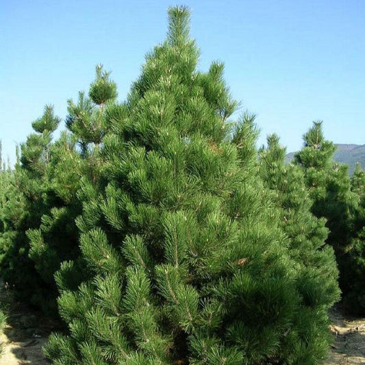 Pin Negru - Pinus Nigra Nigra