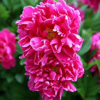 Bujor Karl Rozenfield - Paeonia Lact. 'Karl Rozenfield'