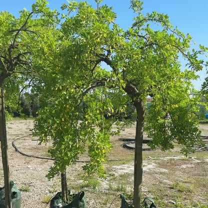 Caragana Arborescens Pendula pe picior
