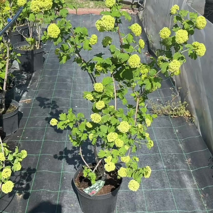 Călin Roseum - Viburnum Opulus Roseum