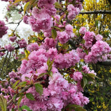 Cireș Japonez Kiku-Shidare-Sakura - Prunus Serr. 'Kiku-Shidare-Sakura' - Pe Picior