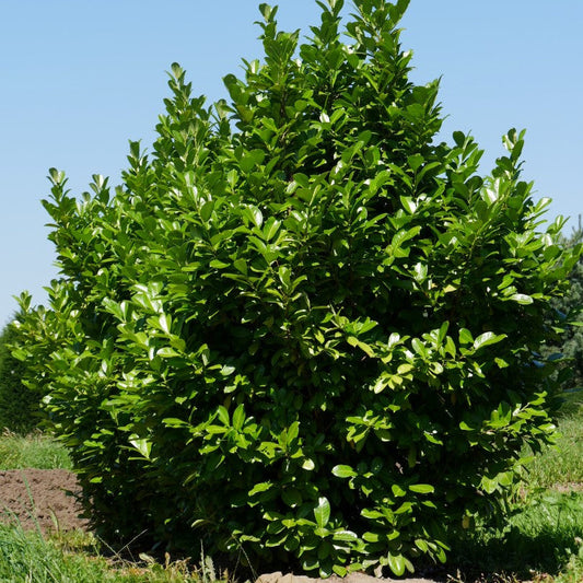 Laurocerasus Rotundifolia - Prunus Laurocerasus Rotundifolia