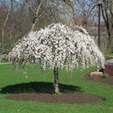 Prunus ‘Snow Fountains’ – Cires ornamental alb plangator pe picior