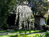 Prunus ‘Snow Fountains’ – Cires ornamental alb plangator pe picior