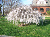 Prunus ‘Snow Fountains’ – Cires ornamental alb plangator pe picior