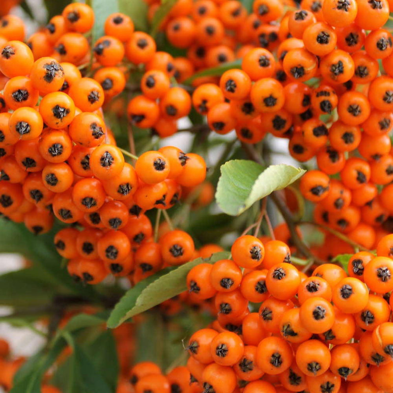 Piracantha Orange Glow - Pyracantha Orange Glow