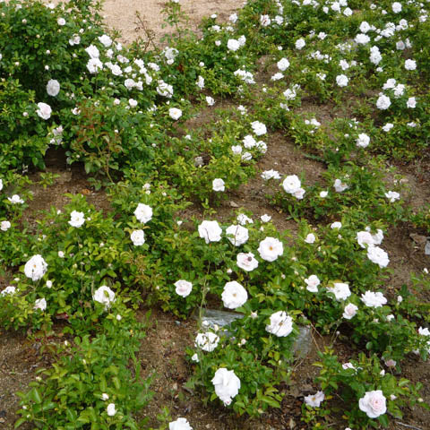 Trandafir Târâtor Alb - Trandafir Tarator Alb