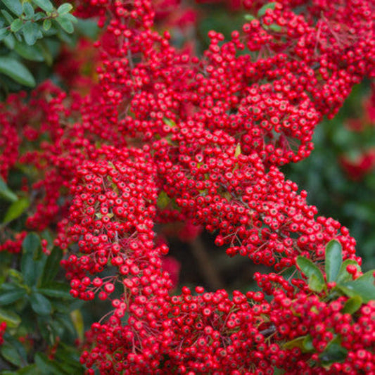Piracantha Red Column - Pyracantha Red Column