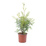 Tuia Brabant - Thuja Occidentalis Brabant