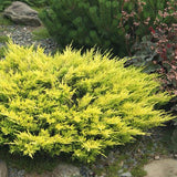 Ienupar galben lime - Juniperus Horizontalis Limeglow