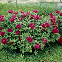 Bujor Karl Rozenfield - Paeonia Lact. 'Karl Rozenfield'