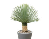 Yucca Albastră - Yucca Rostrata BLUE and BLUE