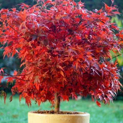 Arțar Japonez Shaina - Acer Palmatum Shaina - pe Picior