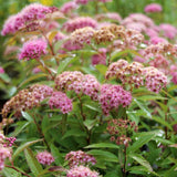 Spirea Genpei - Spiraea Japonica 'Genpei'