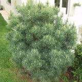 Pin verde-albastru ace moi, compact - Pinus Strobus Radiata
