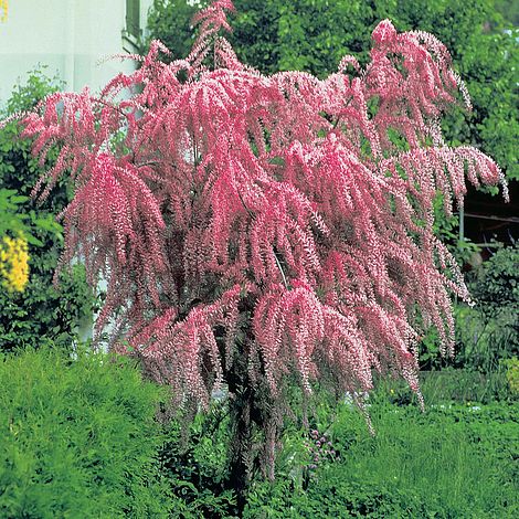 Tamarix Parviflora