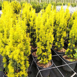 Tisă David - Taxus Baccata David