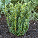 Taxus x Media Hillii