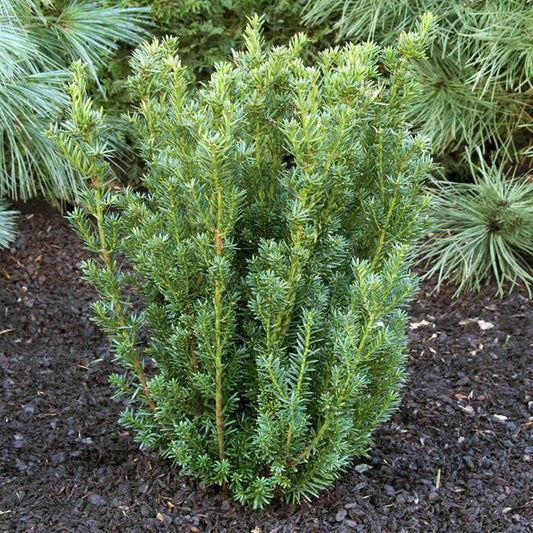 Taxus x Media Hillii