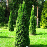 Tuia Smaragd - Thuja Occidentalis Smaragd