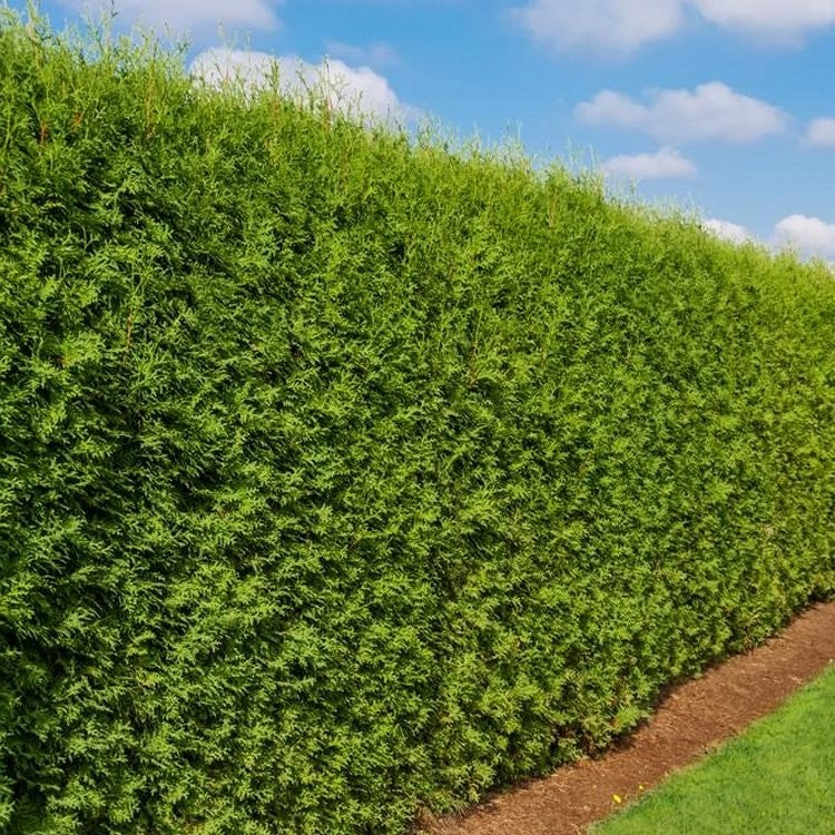 Tuia Brabant - Thuja Occidentalis Brabant
