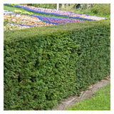 Taxus x Media Hillii