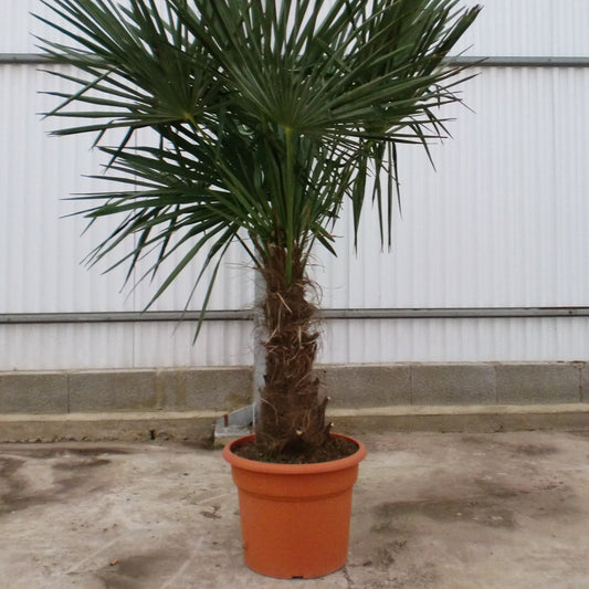Palmier Chinezesc - Trachycarpus Fortunei