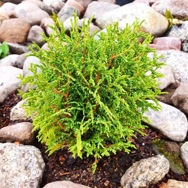 Tuia occidentalis - Tiny Tim